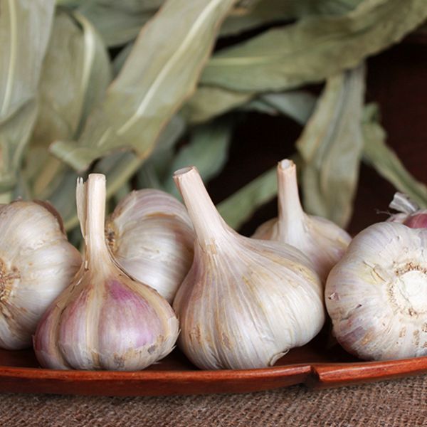 Musik Porcelain Garlic - Nature Hills Nursery - 2 Pack Bulbs - 
