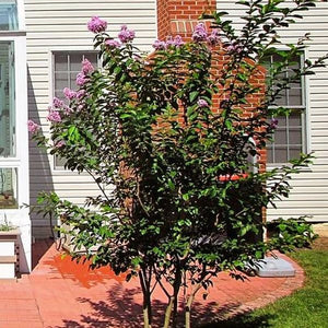Muskogee Crape Myrtle Tree - Nature Hills Nursery - #5 Container 5 - 6 Feet - 