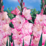 My Love Gladiolus