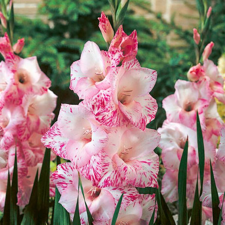 My Love Gladiolus - Nature Hills Nursery - 12 Pack Bulbs - 