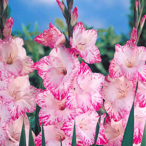 My Love Gladiolus - Nature Hills Nursery - 12 Pack Bulbs - 
