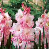 My Love Gladiolus