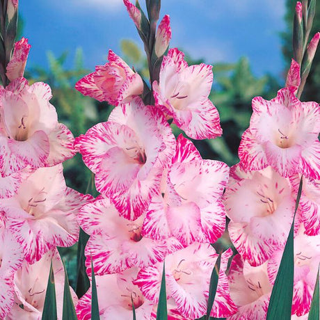 My Love Gladiolus - Perennial - Nature Hills Nursery - 