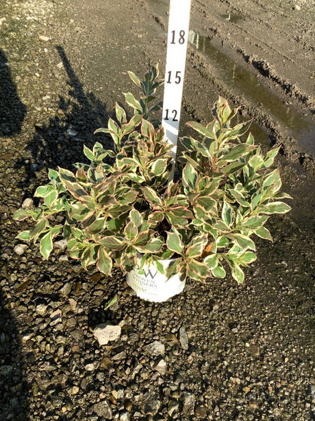 My Monet Sunset Weigela shrub in a Proven Winners container showing variegated green, cream, and pink foliage next to a measurement stake.