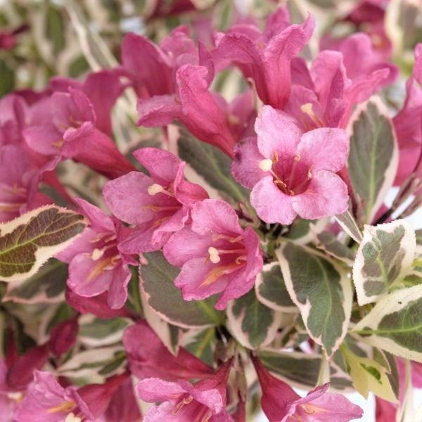 My Monet® Weigela (Weigela florida 'Verweig') planted in a residential landscape.