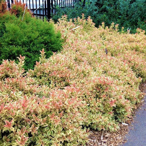 Close-up of pink weigela flowers on My Monet® Weigela blooming in late spring to early summer to early fall.