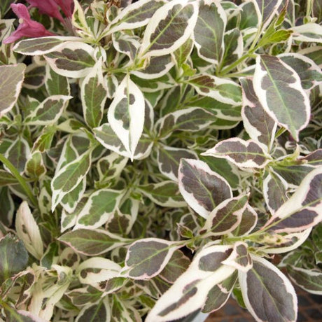 Deciduous foliage of My Monet® Weigela (Weigela florida 'Verweig') in a garden setting.