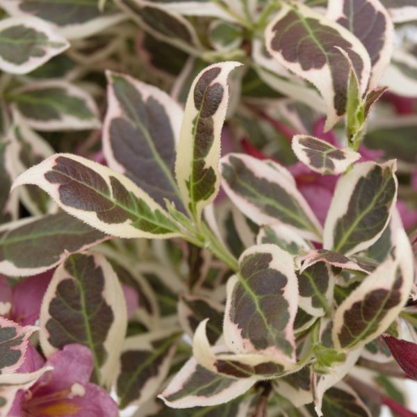 My Monet® Weigela (Weigela florida 'Verweig') growing in a garden landscape, showing mature shrub form.