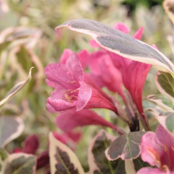 My Monet® Weigela (Weigela florida 'Verweig'), a shrub featuring pink flowers and deciduous.