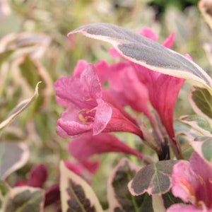 My Monet® Weigela (Weigela florida 'Verweig'), a shrub featuring pink flowers and deciduous.