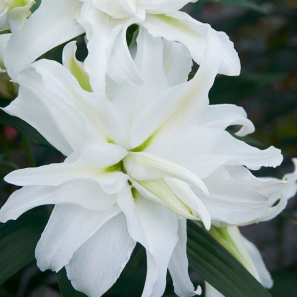 My Wedding Lily