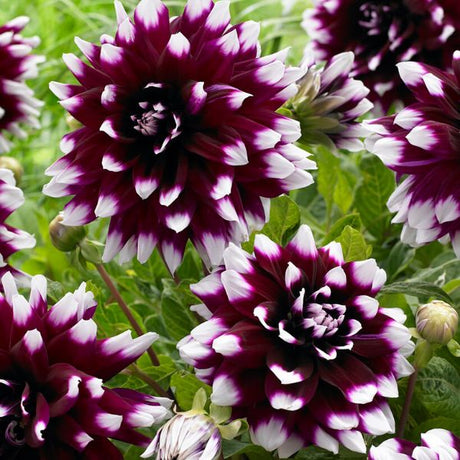 Mystery Day Dahlia - Nature Hills Nursery - 5 Pack Bulbs - 