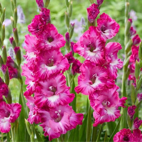 Nablus Gladiolus - Nature Hills Nursery - 12 Pack Bulbs - 