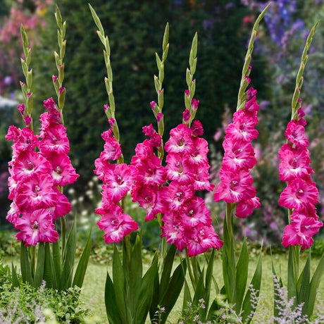Nablus Gladiolus - Nature Hills Nursery - 12 Pack Bulbs - 
