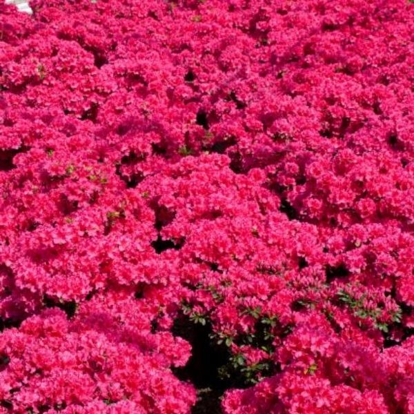 National Beauty Azalea - Nature Hills Nursery - #1 Container - 