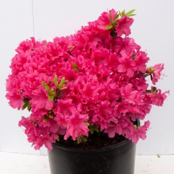 National Beauty Azalea - Nature Hills Nursery - #1 Container - 