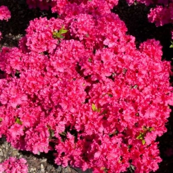National Beauty Azalea - Nature Hills Nursery - #1 Container - 