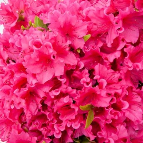 National Beauty Azalea - Nature Hills Nursery - #1 Container - 