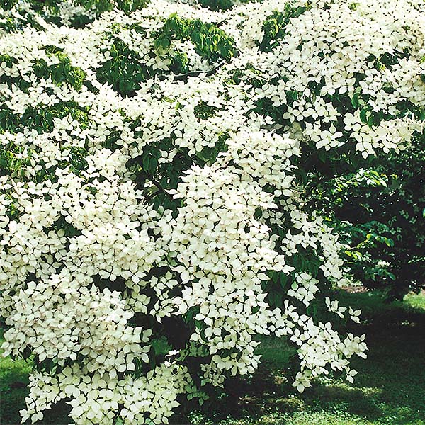 National Kousa Dogwood Tree - Nature Hills Nursery - B&B (Balled & Burlapped) 8 - 10 Feet - 