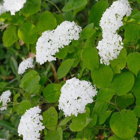 Smooth Hydrangea Flowers