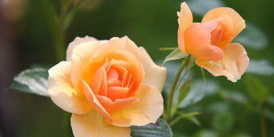 Drift Groundcover Roses - Low Growing, Easy Care Rose Bushes | Nature Hills