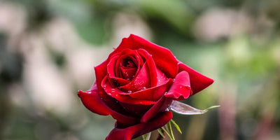 Knock Out Roses: Varieties, Care & Tips | NatureHills.com