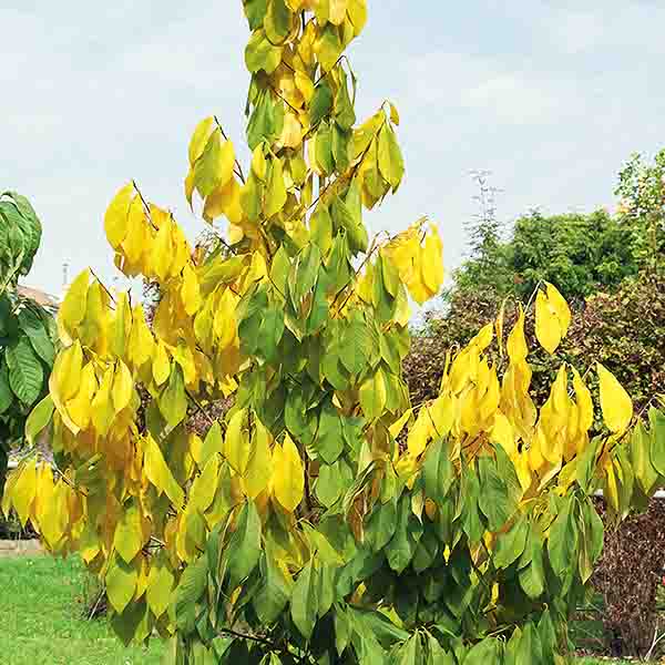 NC - 1 Pawpaw Tree - Nature Hills Nursery - #1 Container - 