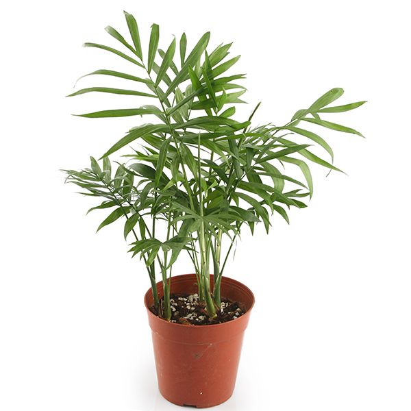 Neanthe Bella Palm - Nature Hills Nursery - 4 Inch Container - 