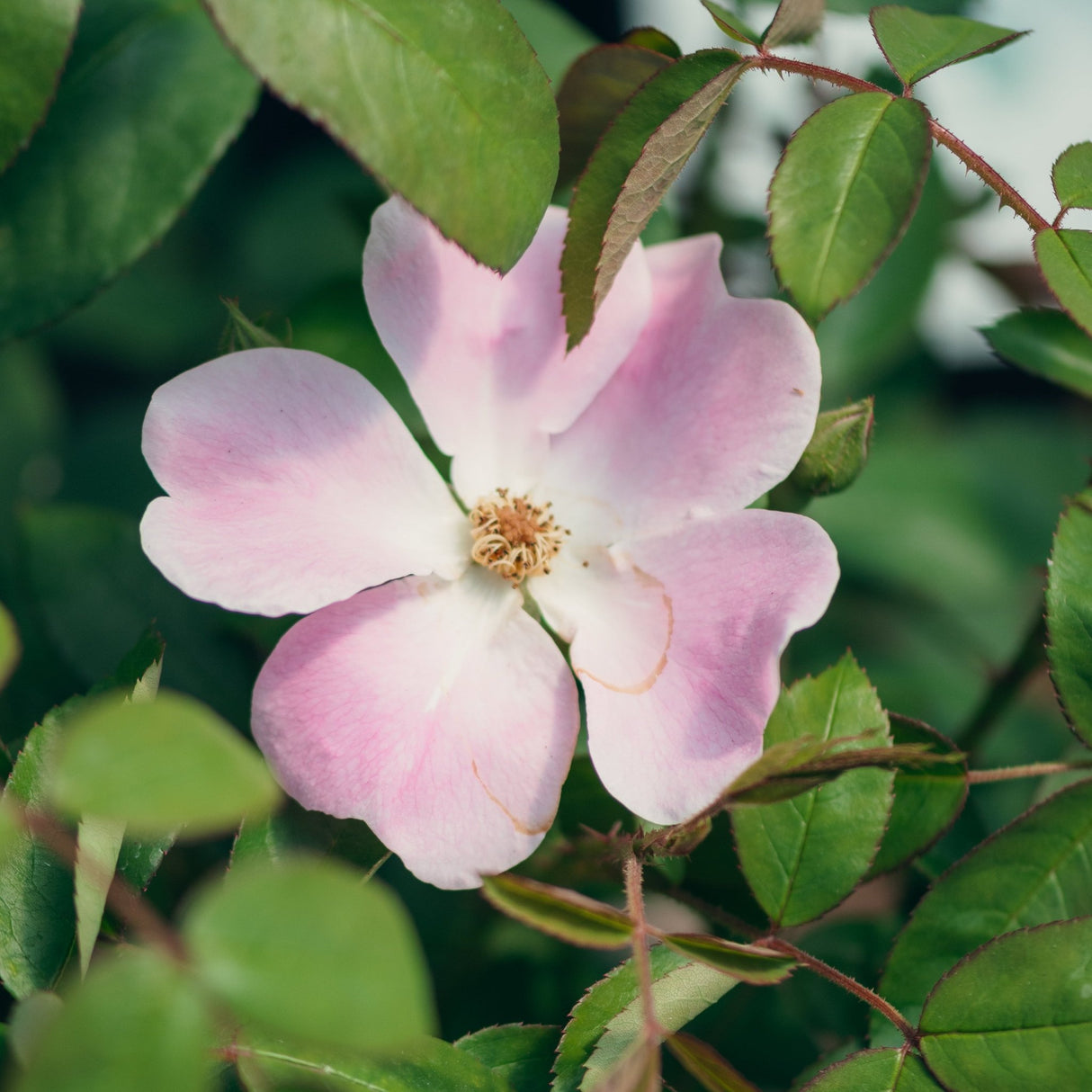Nearly Wild Floribunda Rose displaying delicate pink five-petaled blooms with a creamy white center among green serrated leaves.