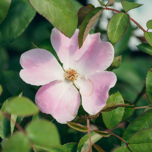 Nearly Wild Floribunda Rose displaying delicate pink five-petaled blooms with a creamy white center among green serrated leaves.
