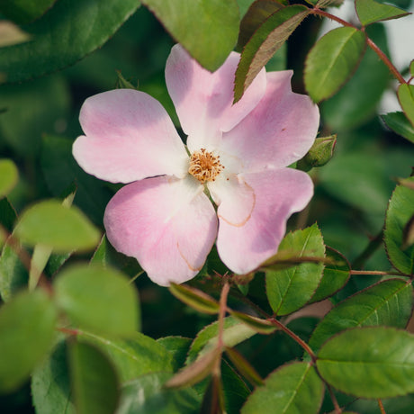 Nearly Wild Floribunda Rose displaying soft pink single blooms with golden stamens among green serrated leaves.