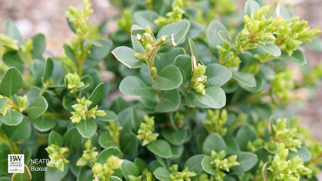 Close-up of Neatball Boxwood showing dense blue-green foliage and small green flower buds on new growth.