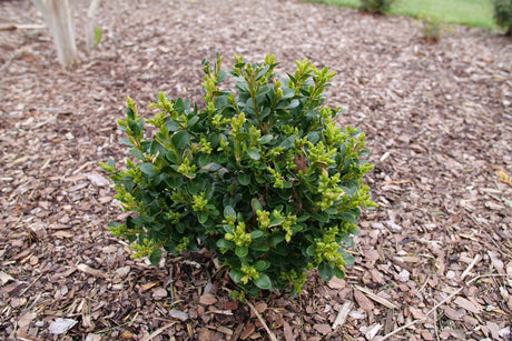 Neatball Boxwood shrub with bright new spring growth, planted in a wood chip mulch bed.