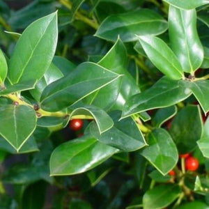 Needlepoint Holly (Ilex cornuta 'Needlepoint'), a shrub featuring white flowers and dense, erect form.