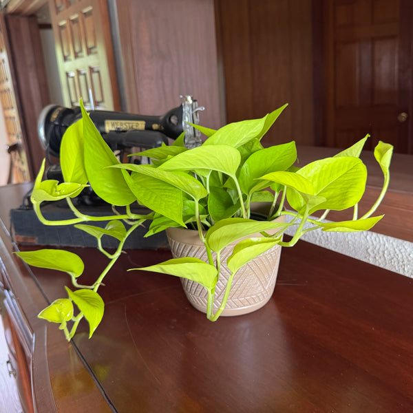 Neon Pothos in a 6 inch hanging basket, view 2