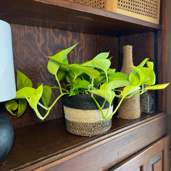 Neon Pothos in a 6 inch hanging basket