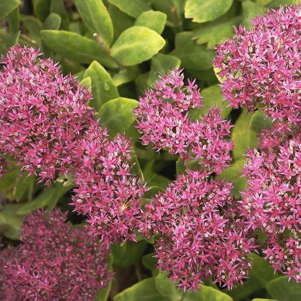Neon Sedum - Nature Hills Nursery - #1 Container - 