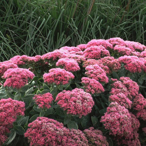 Neon Sedum - Nature Hills Nursery - #1 Container - 