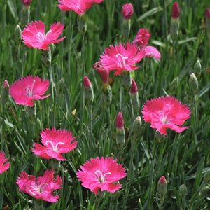 Neon Star Dianthus - Nature Hills Nursery - #1 Container - 