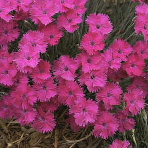 Neon Star Dianthus - Nature Hills Nursery - #1 Container - 