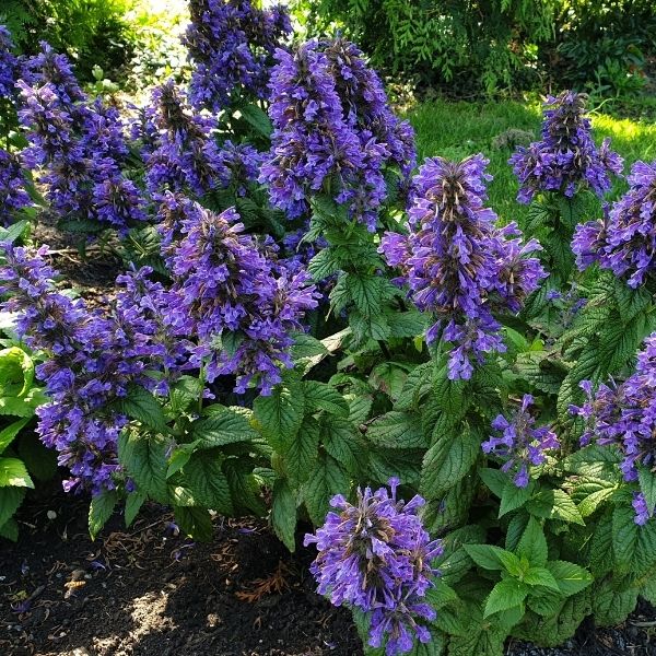 Neptune Catmint (Nepeta kubanica 'Bokratune'), a perennial featuring blue, purple flowers and perennial.