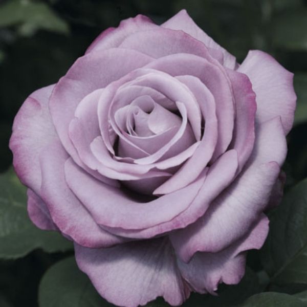 Neptune™ Hybrid Tea Rose