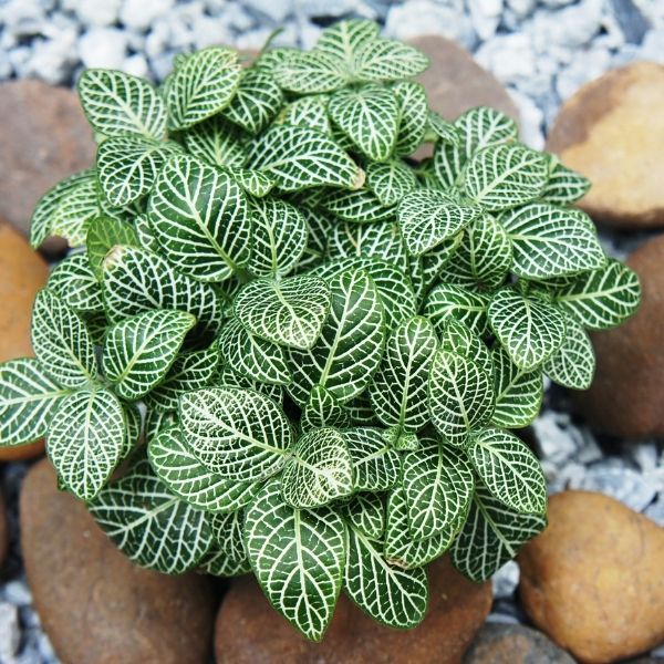 Nerve Plant - Nature Hills Nursery - 4 Inch Container - 