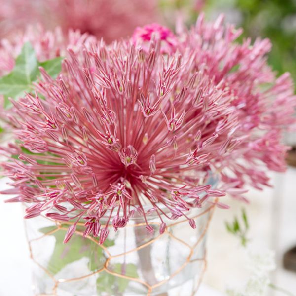Nevskianum Allium - Nature Hills Nursery - 3 Pack Bulbs - 