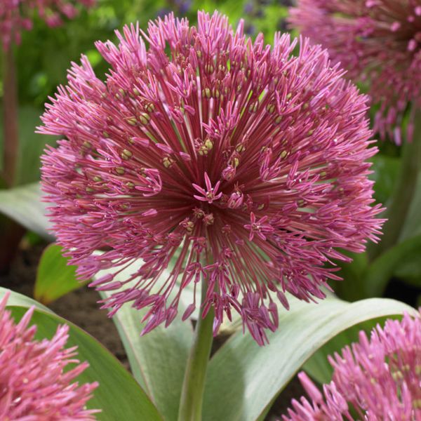 Nevskianum Allium - Nature Hills Nursery - 3 Pack Bulbs - 