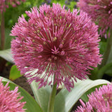 Nevskianum Allium - Nature Hills Nursery - 3 Pack Bulbs - 