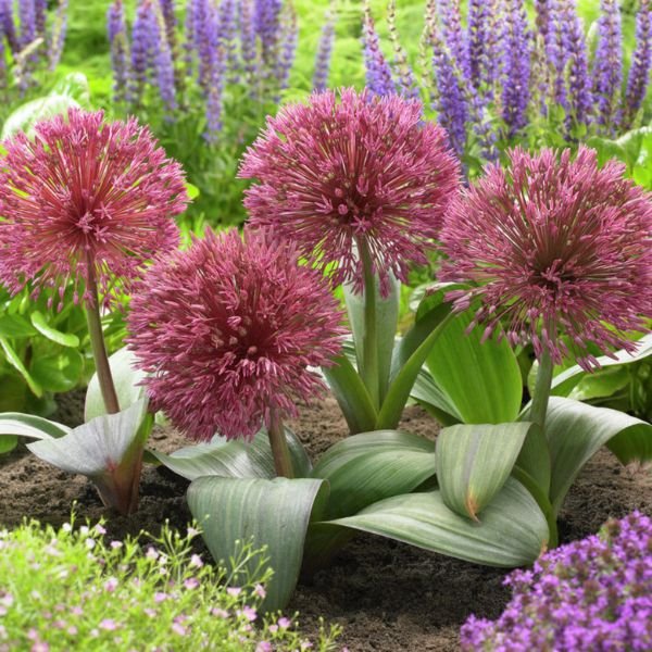 Nevskianum Allium - Nature Hills Nursery - 3 Pack Bulbs - 