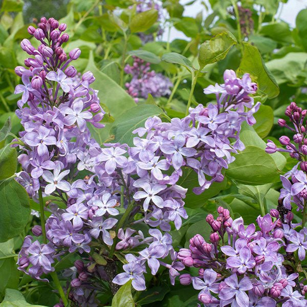 difference between lilac and lavender plants Bloomables® New Age™ Lavender Lilac