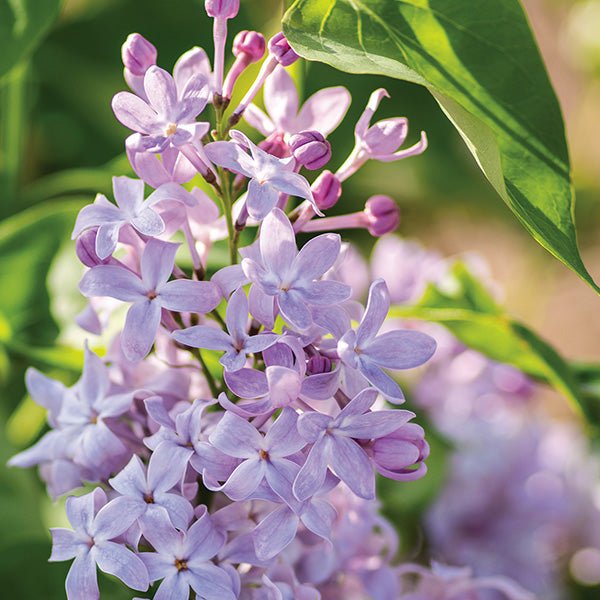 lavender vs lilac plant Bloomables New Age Lavender Lilac