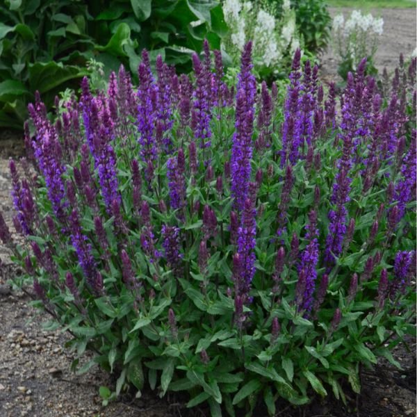 New Dimension&trade; Blue Salvia - Nature Hills Nursery - #1 Container - 